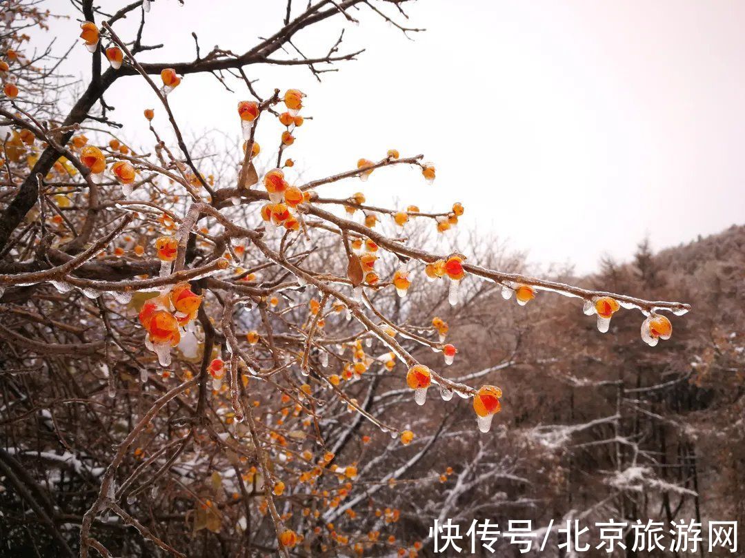 第一场雪|门城一夜雪，万山披银装！