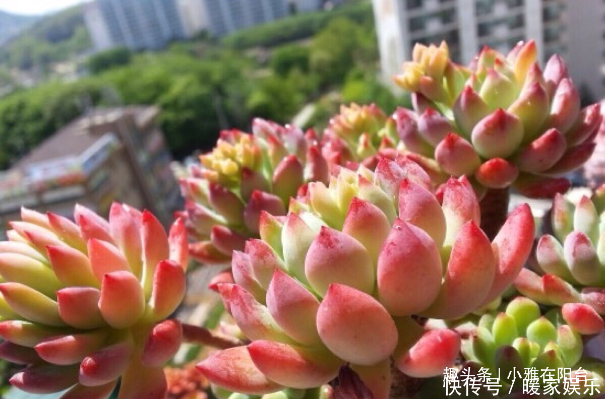 秋季养多肉可以淋雨吗有优点有缺点,做对“一点”,长成小胖子