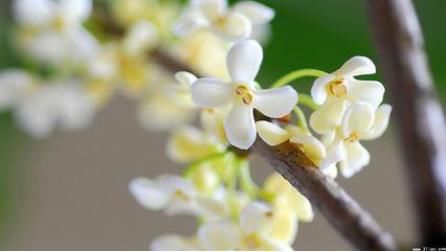 好看又能治病的花