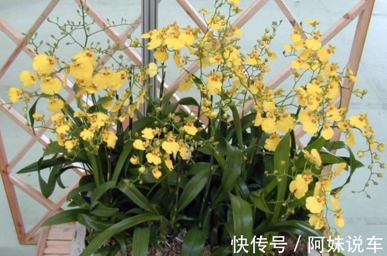 新手养兰花就养文心兰,寓意好、颜值高,盆栽要点仅有3个