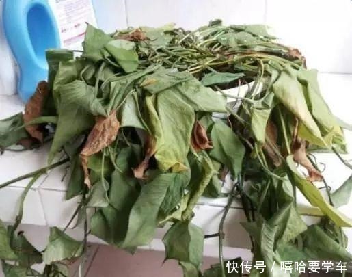 这10种花,冬天必须虐着养,断水又断肥,才能安全过冬!