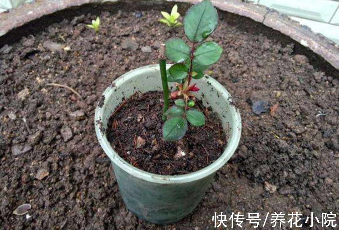 成活率|扦插花卉，总是不生根，大多是3个方面没做好