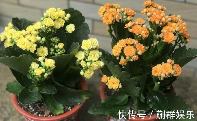 长寿花开花少,就浇“2种水”,侧芽冒不停,开花开满盆