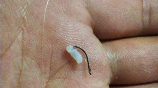 别看这东西便宜,却是鲫鱼最爱吃的饵料,它就在你身边