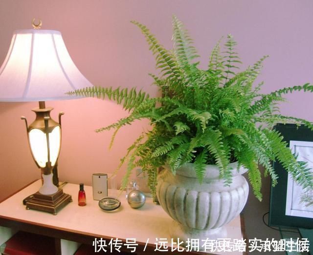 新叶|3种“大气花”越热越长个,新叶呼呼窜,室内百搭花,越长越高雅