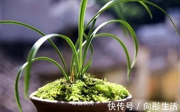 兰花新芽太多怎么办？发几个新芽才最合适？摘芽三要点要记住