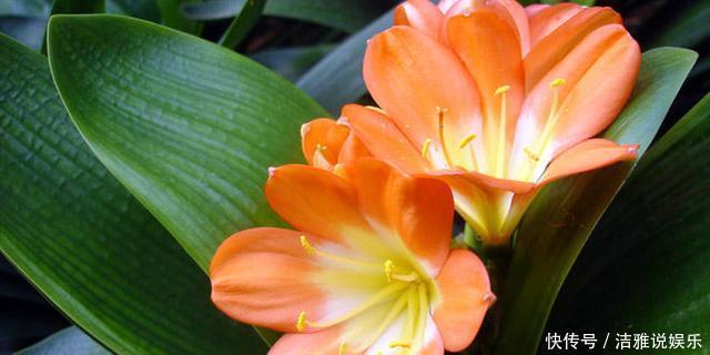 给君子兰“喂”了点小饲料,它竟连着四个月猛开花