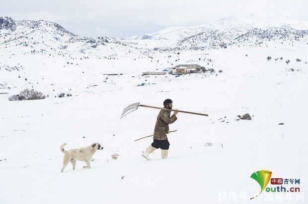 老年|土耳其牧民雪中放牧成风景线 皑皑白雪宛如童话世界