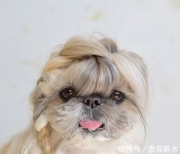 太可怕了,我的发型还没有一条狗好看!