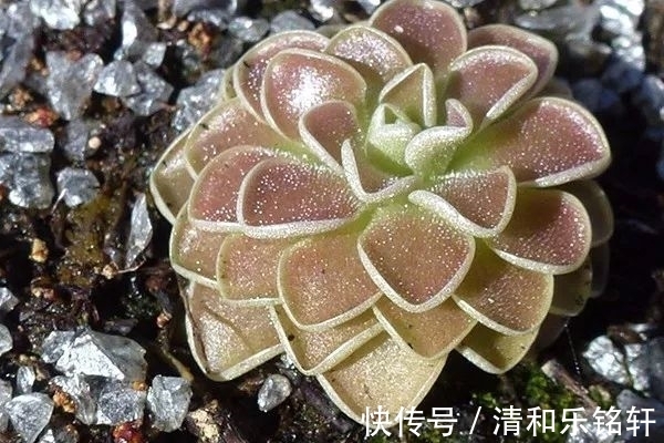 植物界奇葩TOP20,眼界又被刷新了!