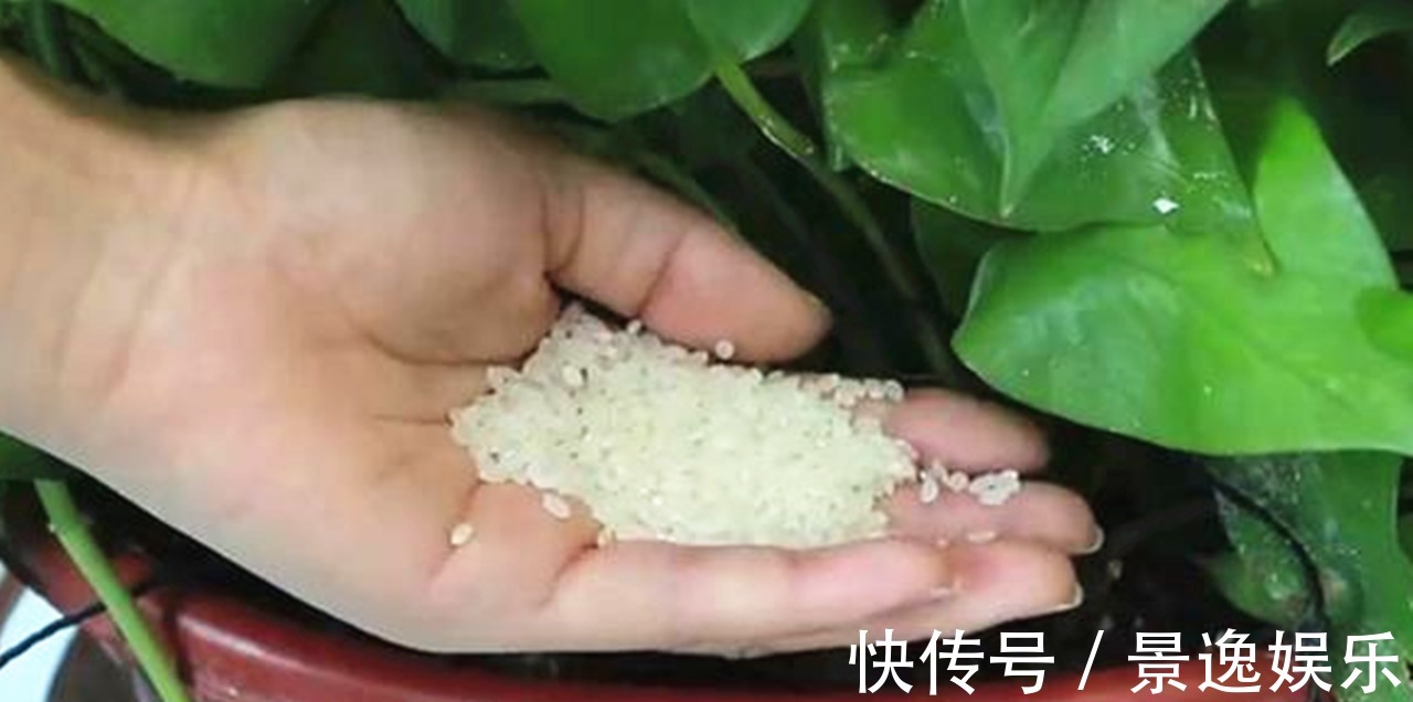 花盆里撒一把,不管多难养的花,几天根壮叶绿爆满盆,方法太棒了