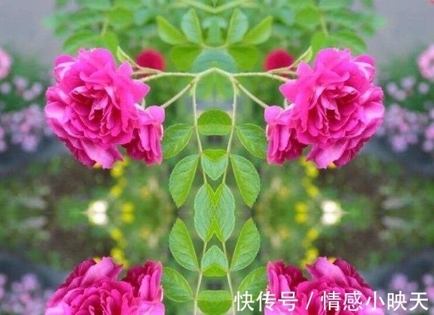 蔷薇花|爱在思念中,美好的爱情就在一束蔷薇花的花语中!