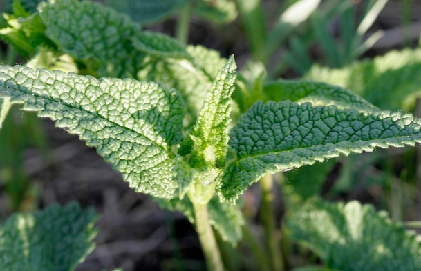 凉拌|65种野菜图片，带你认识不同的野菜和吃法，你想要的野菜这里都有