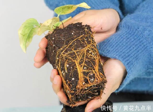 1种花现在剪,芽窜得更多,开出整面大花墙