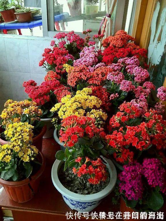 天冷|天冷了,15种漂亮花喜欢“大太阳”,多晒长得壮,花更多