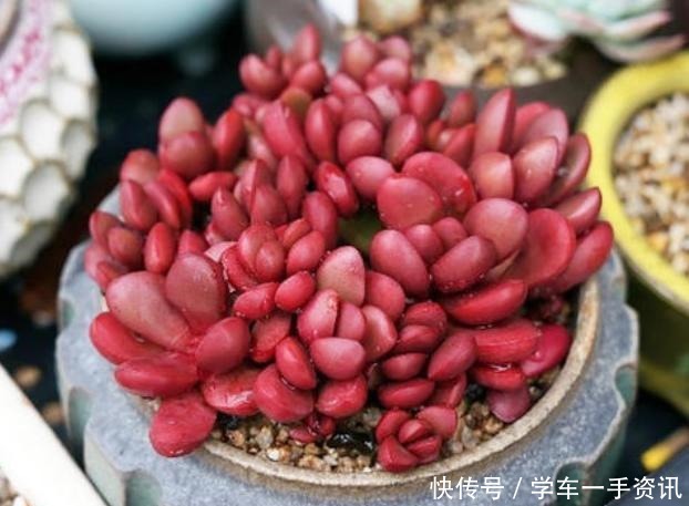 8种多肉很普通，只要多见太阳，个个变成红颜色，人见人爱！