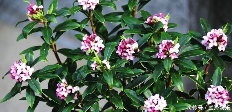 最芳香的花，花开一朵，满室飘香，花期长，种植简单，是盆栽佳品