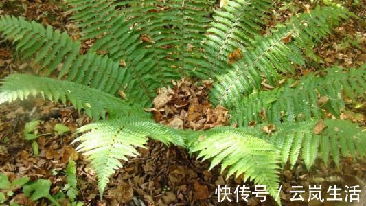 止咳|这种不起眼的小草，却有润肺止咳的功效，感冒小伙伴的最爱！