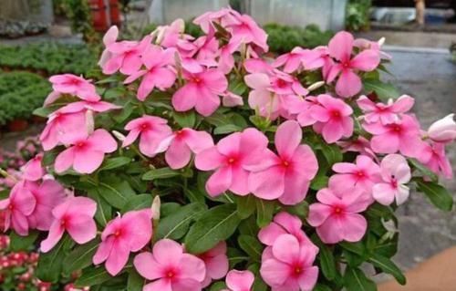 阳台最适合养3种花，30天不浇水照样生长，一年开花不断