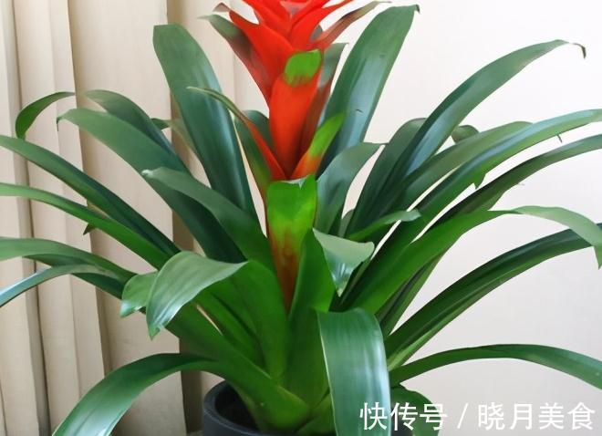 立冬后逛花市，3种花随便买，拿回家好养活，特别上档次