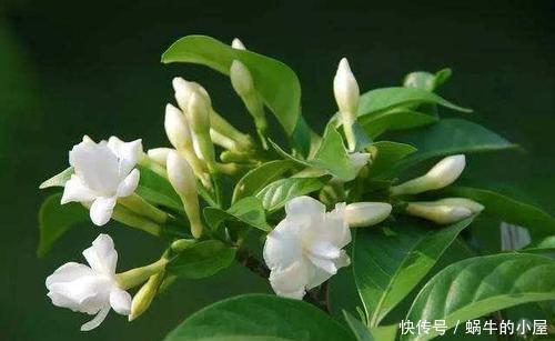 种花|4种花,赶紧“丢出去”,晒得越狠开花越多,不然今年没花赏