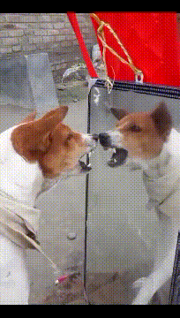 |搞笑GIF:事实证明 姜还是老的辣