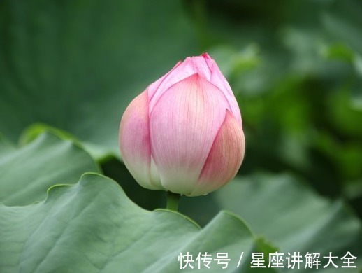 属相|7月上旬，吉星照耀，4属相不缺桃花，不缺钱，前程似锦