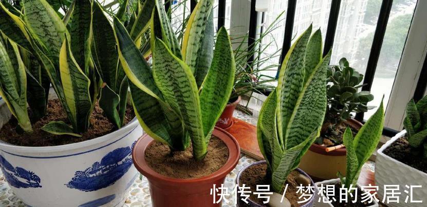 生根剂|生根剂的3种替代品,秋季养花少不了