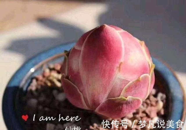 阳台养多肉不能错过的16种,全是名气大的品种,价格不贵还很美