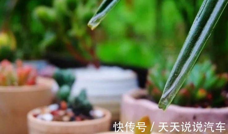 老手别看，新手一看就懂的多肉养护技巧