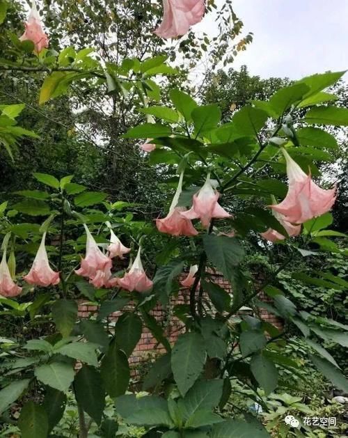 夹竹桃|家里有小孩，这几种花万万不能养，小心“酿成悲剧”！