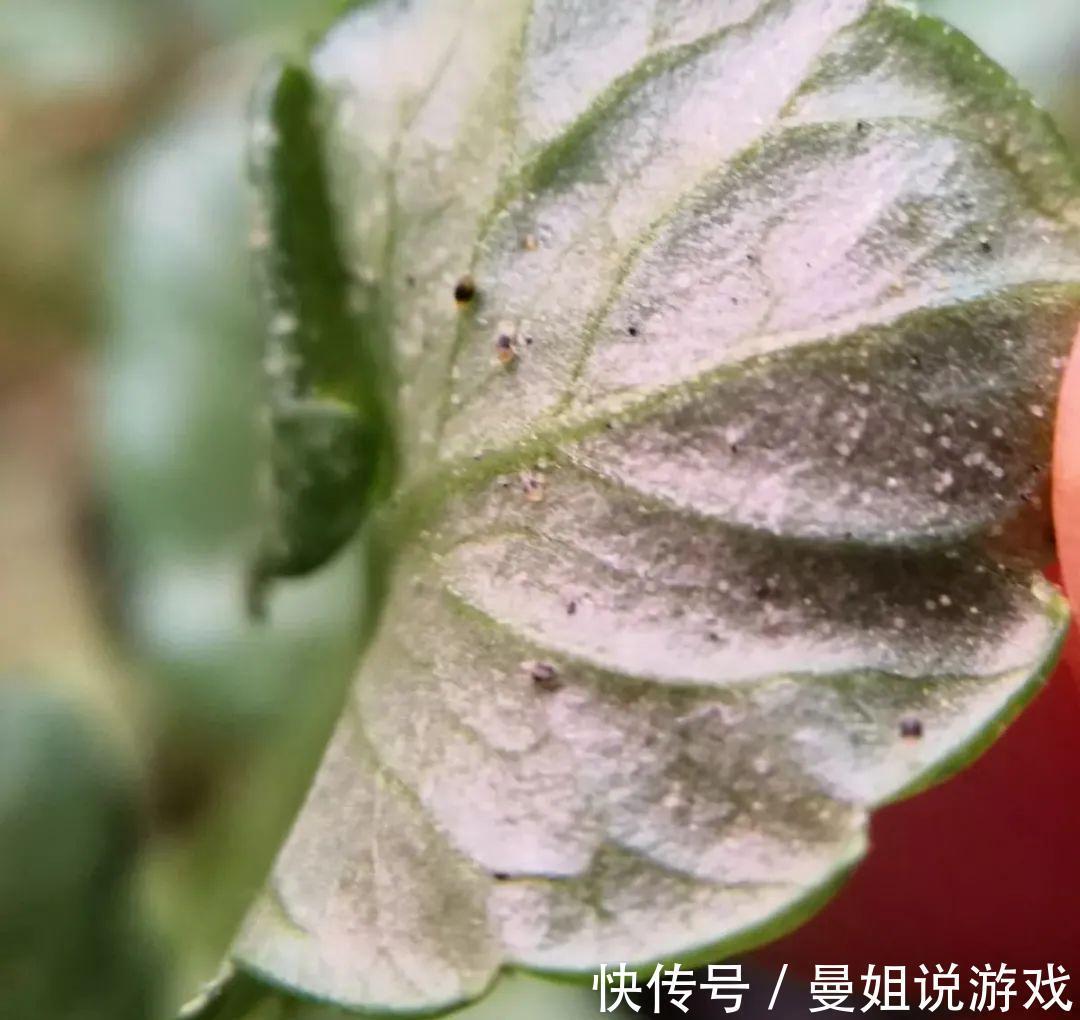 米兰这么养,疯狂冒新叶,开花香又多