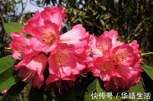 3种花是公认的难养，养花新手更是养一盆死一盆！