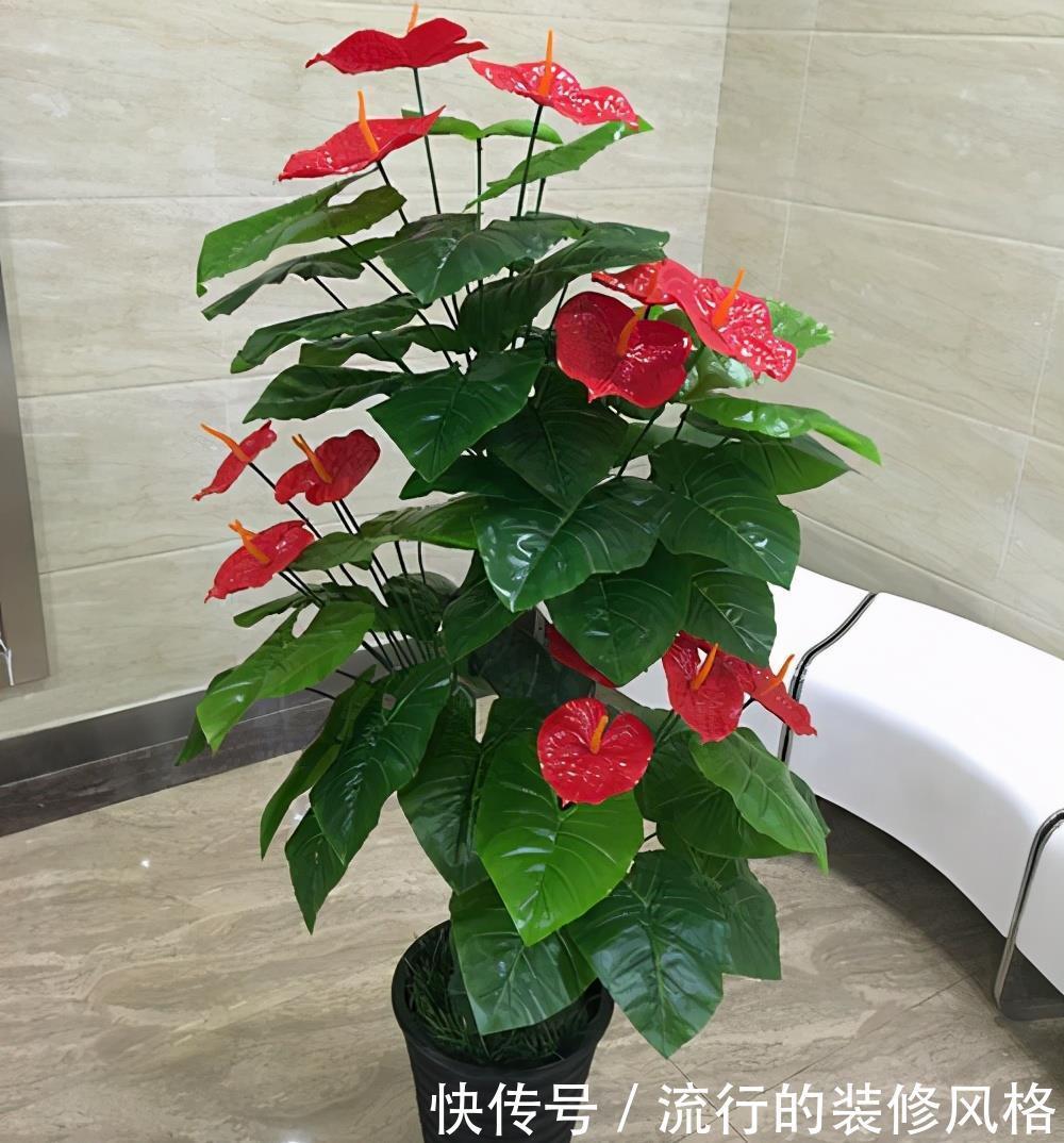 红掌|偶尔让红掌“吃吃醋”也是好事,叶儿大、花儿肥,冬天长得好