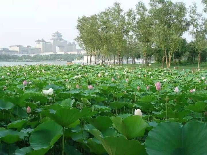 莲花池公园|张天星：莲花池赏荷忆念候老