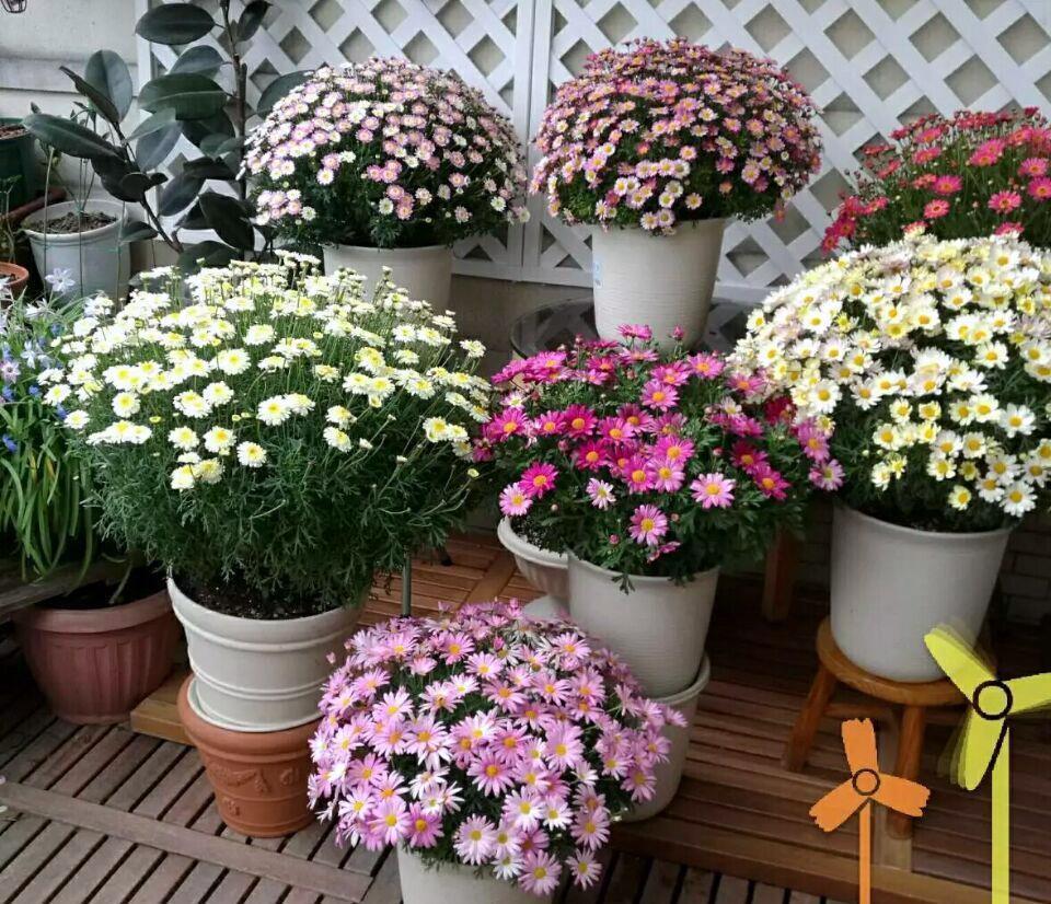 5种花春天养,五彩斑斓花期长,沾土就活,懒人也能养爆盆