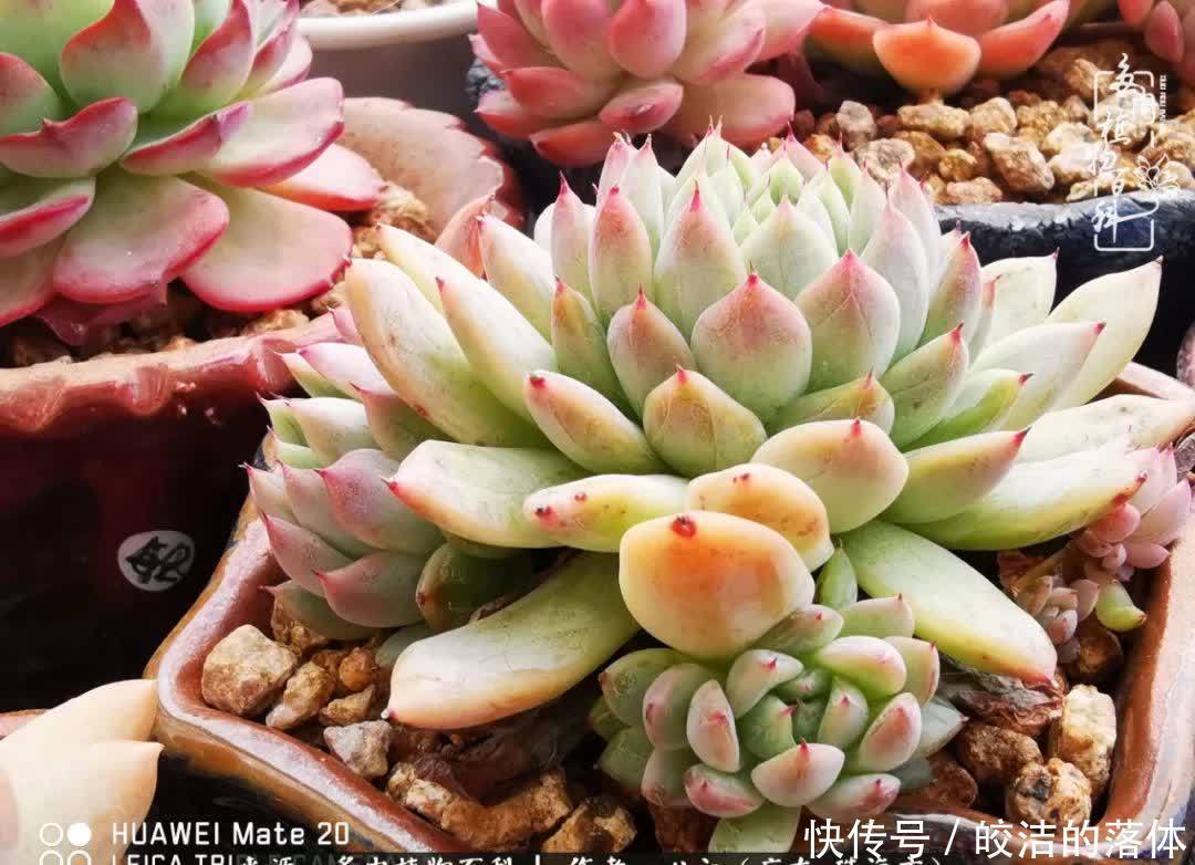 肉肉|与多肉的相遇,就是一场治愈之旅