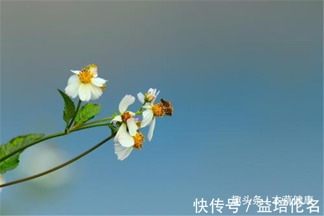 降低|路边的杂草泡水喝这六大功效,营养价值堪比人参,现在城里很少