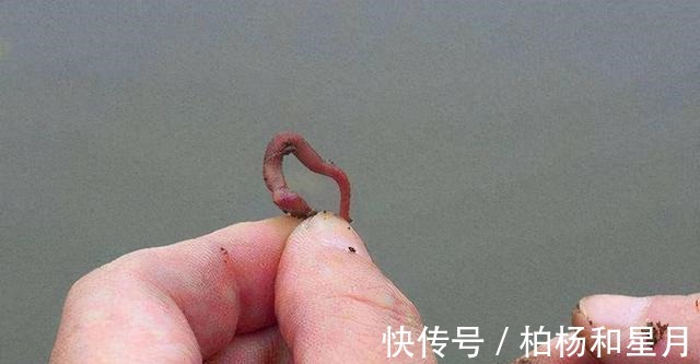 秋末初冬野钓，试试羊油蚯蚓，效果谁用谁知道！