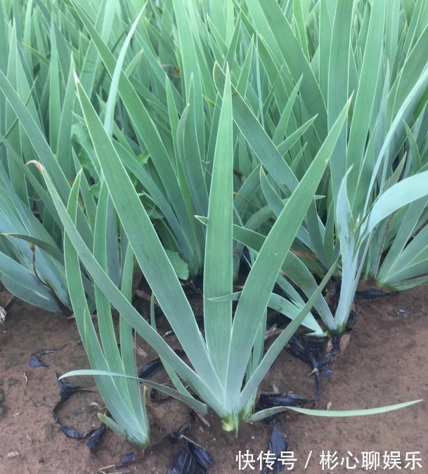 一种名称会让人脸红的植物,价值却很大,野外遇见别错开