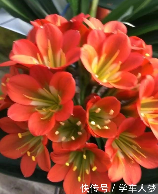 想要君子兰长得好长得快，这4点一定要做足“功课”，不然长不好！