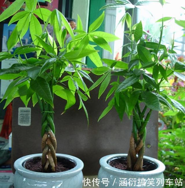 玉树|天气冷,六种花要“干养”,少水多晒才健壮,养成老桩更旺家