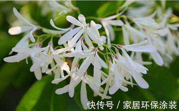 虾衣花|从8月8日开始,家养此款花卉,花大色艳胜玫瑰,花开枝繁叶茂