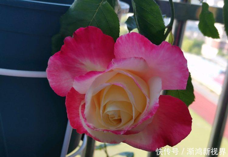 晚镜|喜欢菊花，不如养盆“菊中珍品”晚镜红妆，花姿妖艳 洁雅高贵