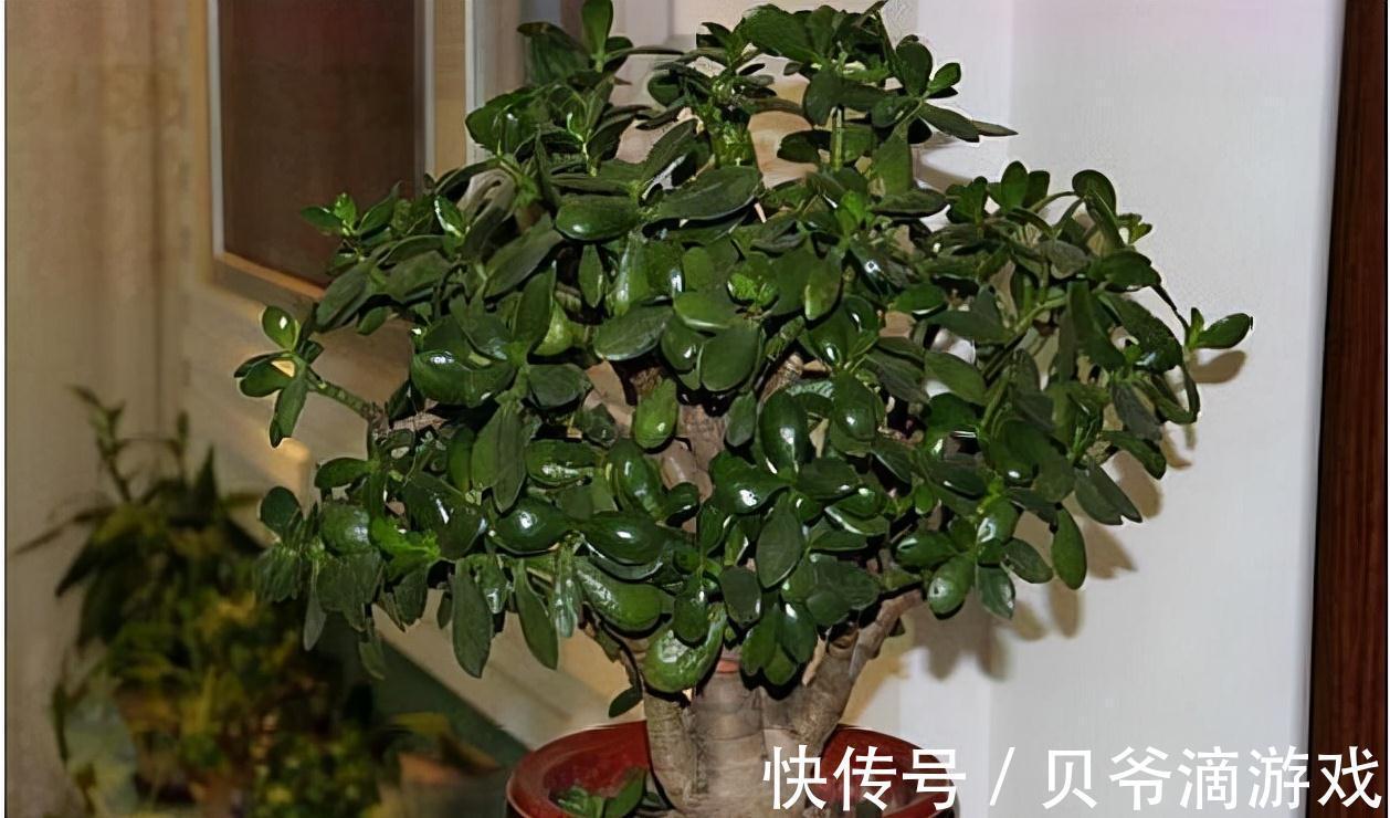 光照|冬天养玉树,注意好这3个步骤,新叶蹭蹭冒,花朵开不停