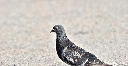 鸽子汤|杀鸽子为什么不能放血,必须要用水淹死?说了你可能不信!