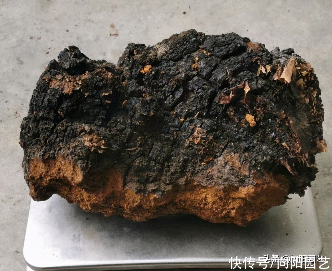 桦树茸是什么东西?有什么作用,为啥上千块一斤,真的有用吗