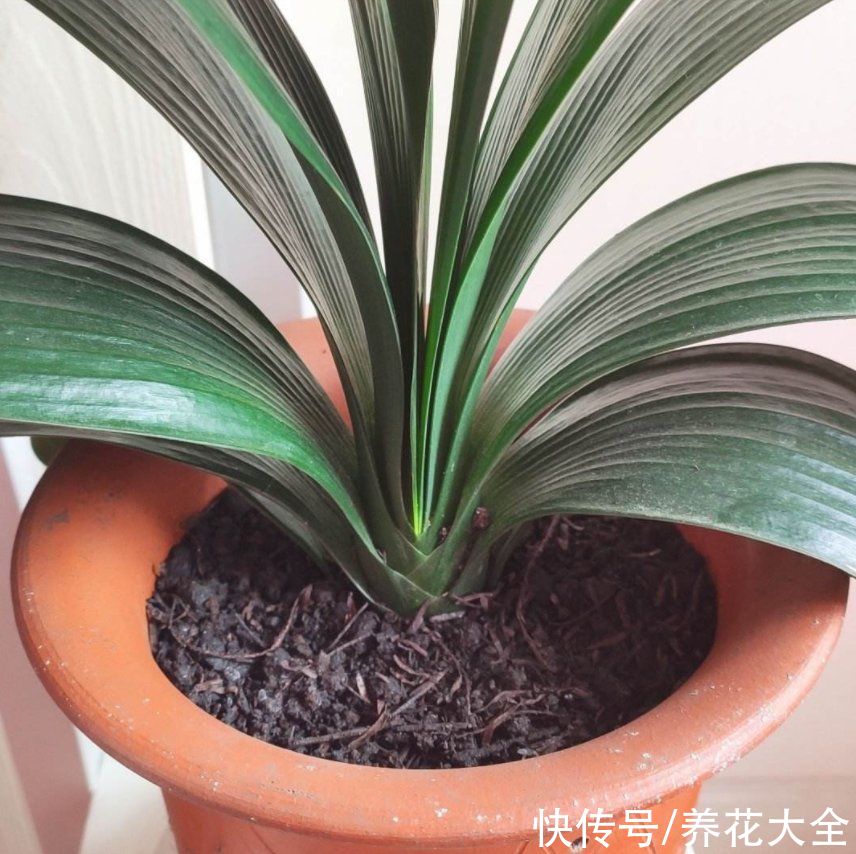 越养越升值的6种花，养花相当于赚钱，你养了吗？