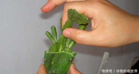 原来蟹爪兰要这样嫁接,难怪别人家的蟹爪兰开花那么多