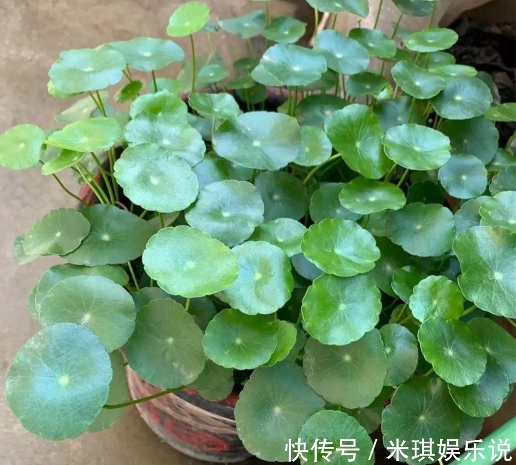 花盆|4种普通的小植物，挖回来做成“小盆景”，摆在桌面上清新自然